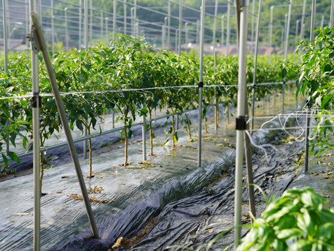 【五感を刺激する辛味】採れたて生青唐辛子　1kg