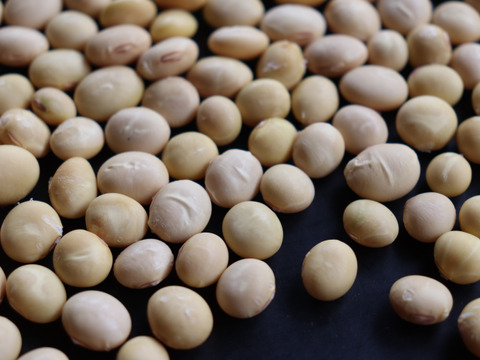 ▶︎▶︎3月の発送◀︎◀︎◎自然栽培大豆◎2kg×2種（秘伝＋くるみ豆）《令和5年・山形県鶴岡産》