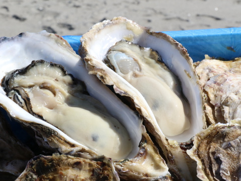 贅の極み食べ比べセット！ 【OMAKI】＆【三陸ジオイスター】計20個入り