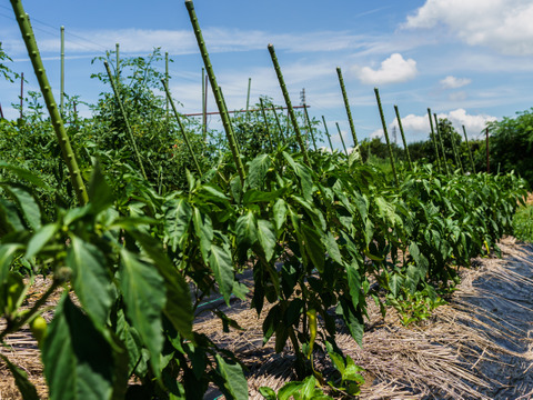 【福袋】
季節の旬の野菜セット(5品種〜7品種ほど) 農家のレシピ& 福袋限定　ハーブ付き