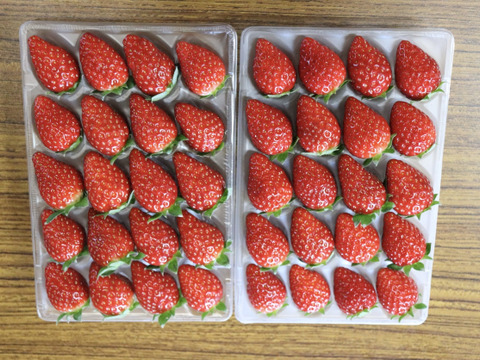 ならあかり　【いちご】500g 奈良県　いちご　苺　イチゴ