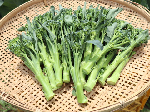 予約増量　葉ニンニク　1050g  & 茎ブロッコリー  2800g from 名水の里　神奈川県秦野市