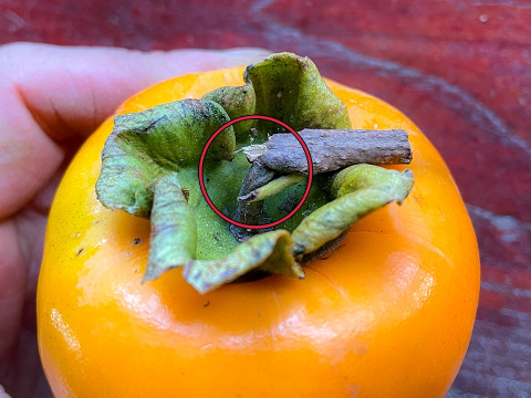 【順次発送中】『干し柿用』 渋柿2kg 自然栽培 干し柿 柿 渋柿（8個～12個）