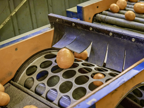 潮風と乳酸菌が育てた早生温州みかん　10kg