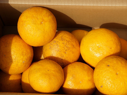 河内晩柑（和製グレープフルーツ）　
                           ＋
                      　甘夏　　
食べ比べセット！！各3ｋｇ　　合計6ｋｇ！！