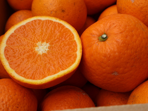 農家直送！きよみオレンジ　無選別7.5kg  【平武農園】〜蛍飛ぶ町から旬の便り〜　和歌山｜有田｜田口｜ギフト