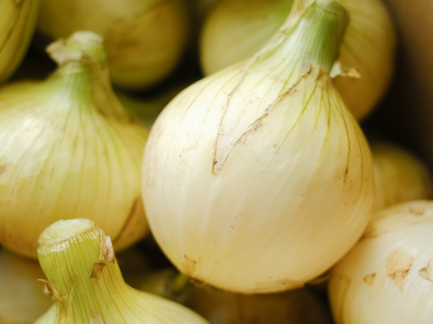 【予約商品】淡路島産新玉ねぎ 〚スイートオニオン』5kg