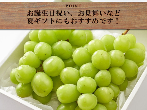 クール便指定【すぐ発送！💚朝採れ山梨シャインマスカット】１.5キロ 大２房！一度食べたら忘れられない 【生産量日本一の山梨県産】