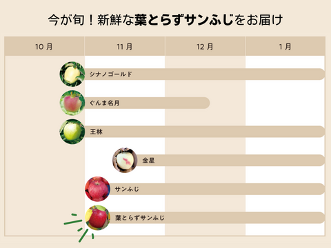 【ジューシー&甘味】味重視の方へ！個性豊かなイチ押しりんごギフト🍎 / 葉取らずサンふじ14~20玉（5kg）