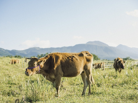 オーブンで焼くだけ！ほったらかしで一品できる『おたすけミートローフ』300g