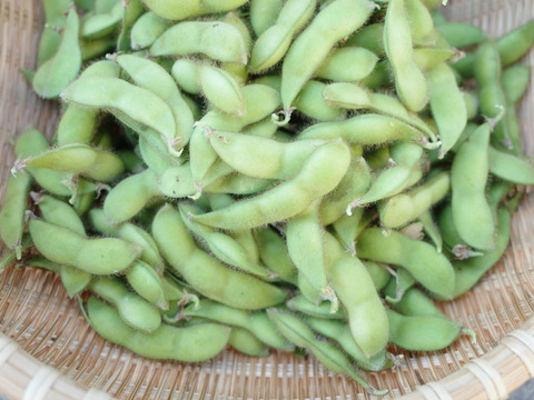 ＊訳あり＊◎自然栽培◎山形県鶴岡特産「茶豆えだまめ」3kg