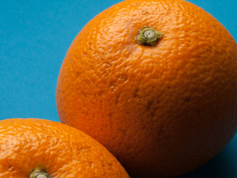 【柑橘食べ比べセット】約10㎏ 柑橘3種以上の詰め合わせ