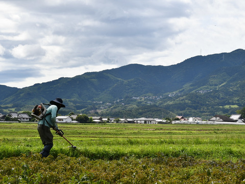 🛍超お買い得🛍プッチィーニ8個のお買い得かぼちゃセット🎃秋の味覚をひと足先にご賞味あれ！栽培期間中農薬不使用・レンジ調理可のレシピ付き・ハロウィンにおすすめ👻