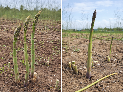 甘みたっぷり！旬の露地グリーンアスパラ（M～2L混）1.6㎏【北海道共和町産】【母の日ギフト】