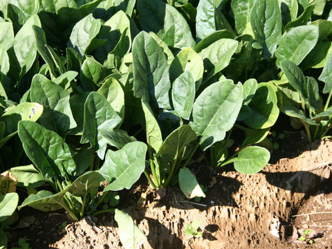 寒さが育んだ『人参』や『ホウレンソウ』等が入った野菜セット　農薬・化学肥料不使用栽培
