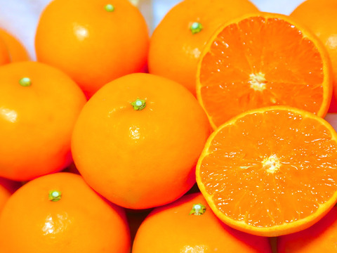 🍊リピータ量産し続ける柑橘の大トロ🍊【2026年3月予約】あっという間に完売してしまう『幻のせとか』傾斜35度の崖上で収穫される希少な宇和島ブランドみかん【大容量約3kg】