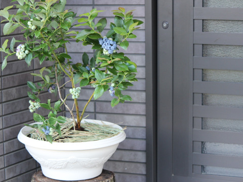 南信州産 『ブルーベリー生果実500ｇ』【秀品】ギフト用大粒選果品 収穫日発送♪