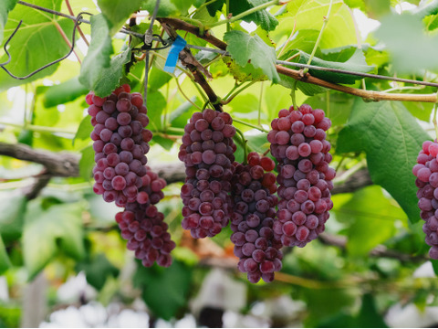 2026年＼8月上旬発送／山形県高畠町産種なしデラウェア約1㎏