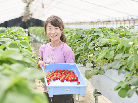 【販売開始】「あまひめ」香り広がるジューシーいちご！ 朝どれ産地直送！信州産