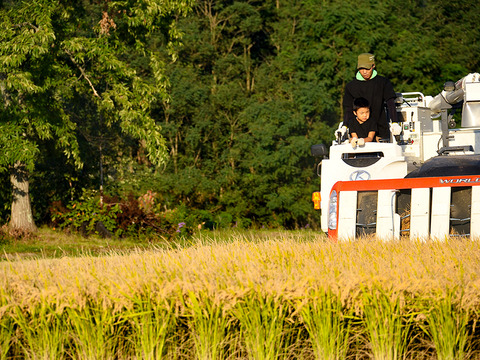令和６年産　【白米】ツヤツヤもちもち  北海道ゆめぴりか　10kg（5kg×2）