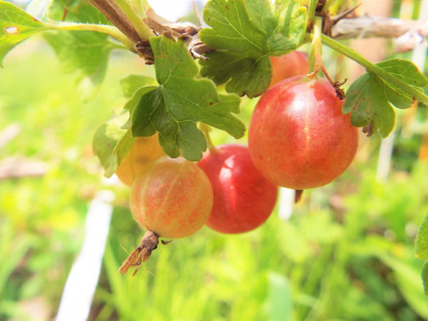 元気カラーで華やかに‼北海道十勝産冷凍ベリー詰め合せ（6種計1kg）