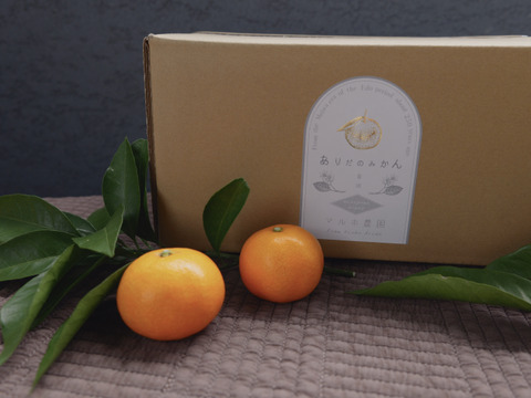 マルホ農園の濃厚正月みかん　5キロ箱【和歌山県有田産みかん】