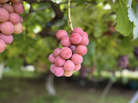 信州の粒ブドウセット【ナガノパープル】×【シナノスマイル】700g [NpSs]