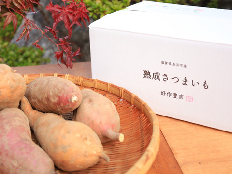 《化粧箱ver》リピーター続出【厳選】熟成安納芋（3㎏）蜜いっぱいのさつまいも🍯🍠高級感のある箱に入れ、ひとつひとつ紙に包んでお届け✨贈り物にピッタリ【冬ギフト】【お歳暮】【贈答用】熨斗承ります。