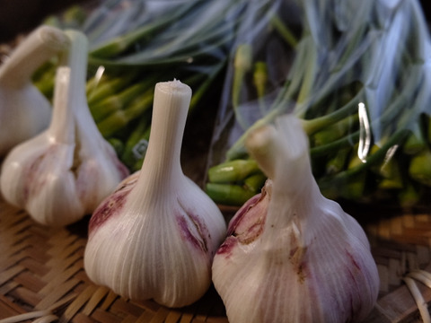 宮崎県綾町産 訳アリ有機人参と
今が旬！綾町産有機ニンニク＆にんにくの芽）の期間限定セット