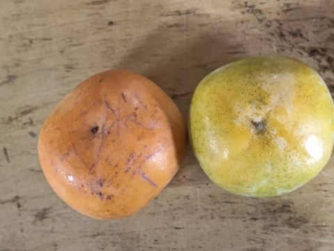 2箱分すぐ発送！完全農薬0栽培！　訳あり柿　渋抜き済み　箱込3.5キロ以上　安心安全な柿