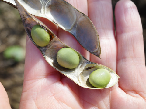 ◎自然栽培◎秘伝大豆1kg《令和7年・山形県鶴岡産》