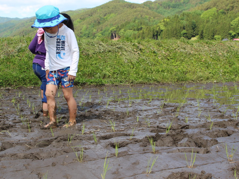 【数量限定】自然栽培米 「ハッピーヒル」玄米２㎏
江戸の知恵に学び、自然の巡りに寄り添ったやさしいごはん