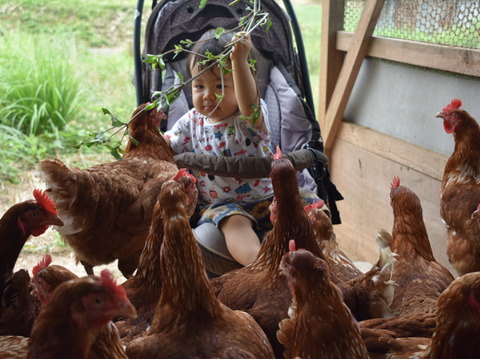 京都奥丹波、純国産鶏の平飼い卵50個　非遺伝子組み換え飼料