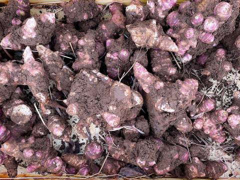 【日持ち◎土つきで届け！】生菊芋  紅菊芋500g 宮城県産 シャキシャキ食感 生きくいも 菊芋 赤菊芋 栽培中農薬不使用  自然栽培 化学肥料不使用 キクイモ きくいも 皮ごと食べれる 生食