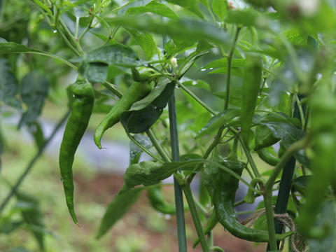 肉厚！旨味たっぷり！万願寺とうがらし　1㎏（約30本）