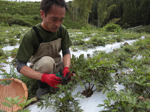 【セットで5%OFF】自然との調和＊至福のティータイムセット