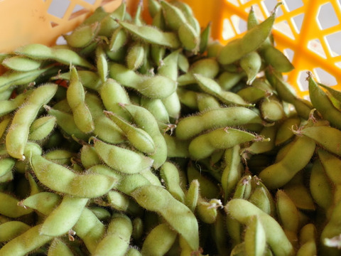 【規格外・加工用】◎自然栽培◎山形県鶴岡特産「茶豆えだまめ」2.5kg