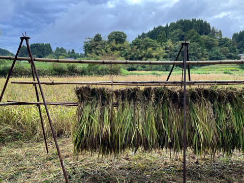 【2025年度産】自然栽培&天日干し『古代米ミックス』［紫黒米＋緑米］玄米250g（富山県氷見産）