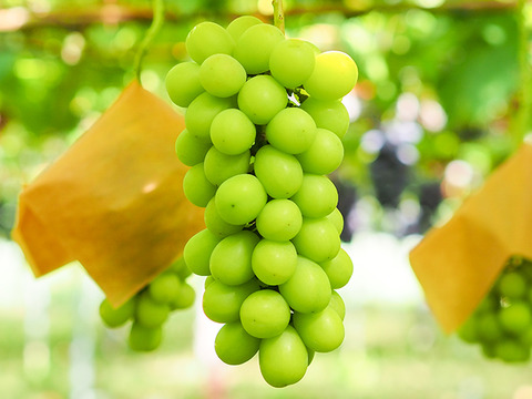 【福袋2025】9月上旬～収穫出来次第の発送★大粒ぶどう食べ比べ！！おまかせで5～8品種入り