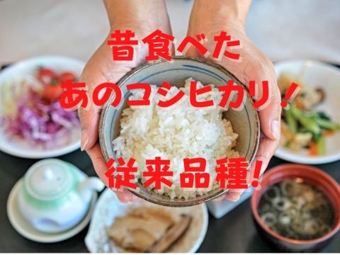 希少な従来品種!新潟県妙高産 コシヒカリ 【白米】*1袋 (3kg) お試しパック! こしひかり!