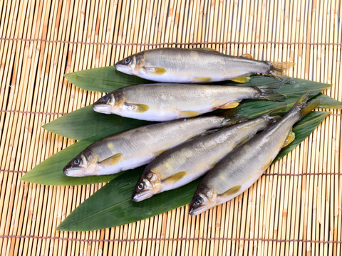 丸ごと食べられる子持ち若鮎のお試しセット ５種類 岐阜県産 食べチョク 農家 漁師の産直ネット通販 旬の食材を生産者直送