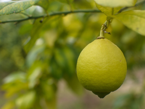 【食べて実感！まろやかな酸味】農薬最小限の鴨川レモン B品5kg