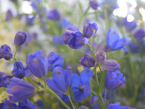 ＊花農家から直送＊デルフィニウム&ブプレ(デルフィ10×ブプレ10＝20本セット）