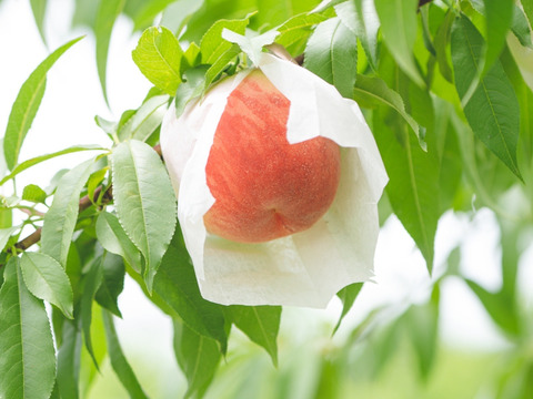 【夏ギフト】旨みと甘さが贅沢に詰まった、今夏の絶品桃『白鳳』amenimomakezu
熨斗対応可