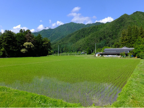 北アルプス山麓で育った自然栽培　天日干し「朝日」玄米3㎏