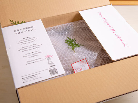 【祝い鯛】三重から直送！ぷりぷりの朝採れ鯛を味わって！＜３枚おろし皮あり＞