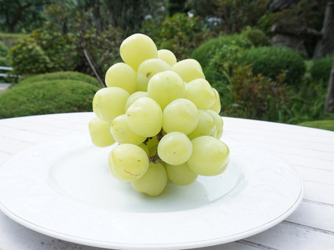 平井利右衛門の青ぶどう(雄宝/1房(大))