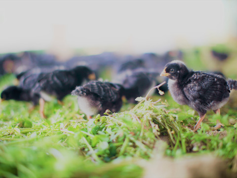 【動物福祉】に配慮して育った鶏肉（モモ＋胸）と平飼い卵！