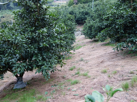 有機JAS 青ゆず３キロ -2025年産-