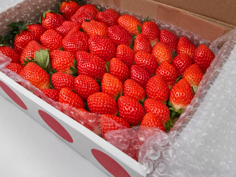 【ご家庭用】宮崎県産 やよいひめ たっぷりBOX｜大小ミックス・朝採り順次発送